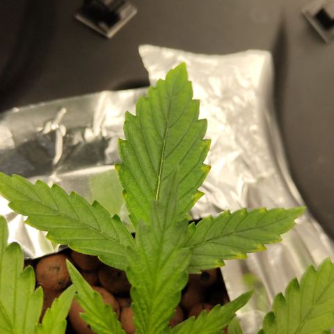 Mysterio #1 [monster] growlog photo: Not good