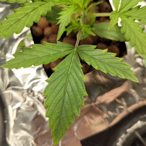 Mysterio #1 [monster] growlog photo: Not good