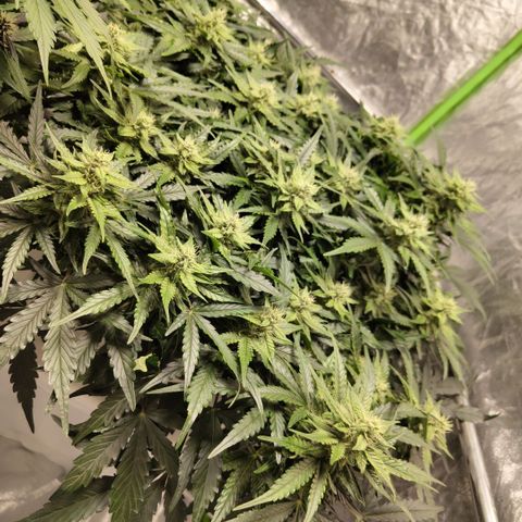CBD Crack #2 growlog timeline photo
