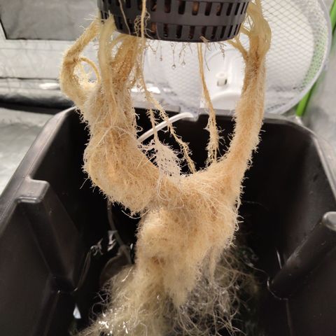 CBD Crack #2 growlog timeline photo