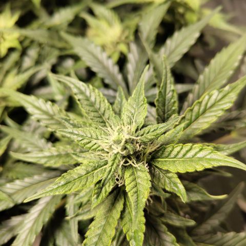 CBD Crack #2 growlog timeline photo