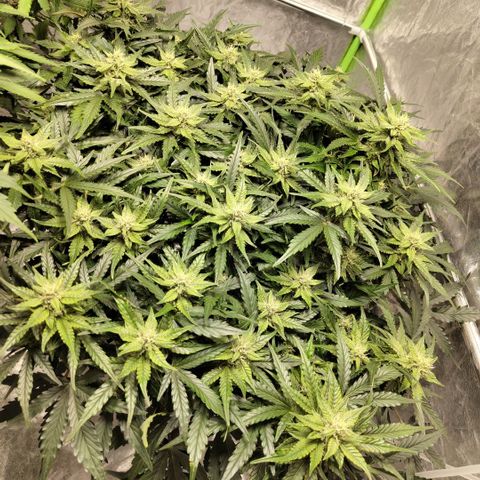 CBD Crack #2 growlog timeline photo