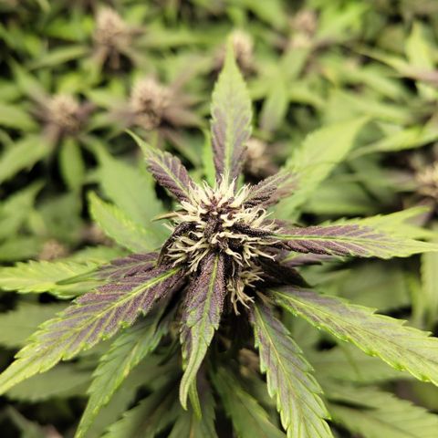 DarkDevil #2 growlog timeline photo