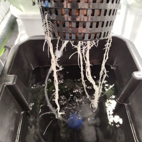 Mysterio #1 [monster] growlog timeline photo