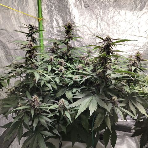 DarkDevil #2 growlog timeline photo