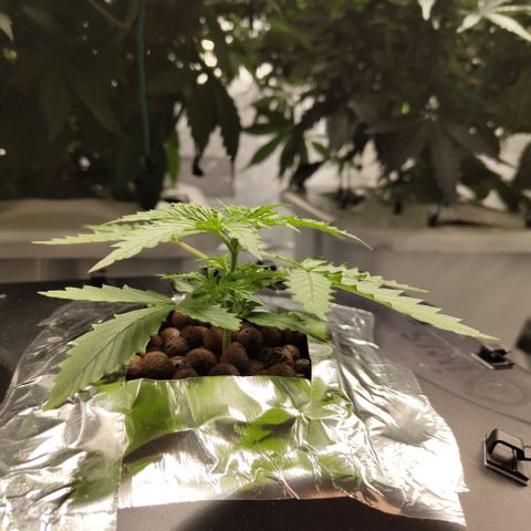 Mysterio #1 [monster] growlog timeline photo