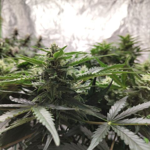 CBD Crack #2 growlog timeline photo