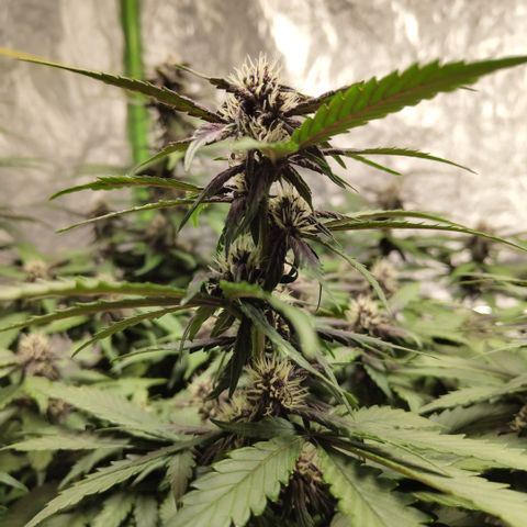 DarkDevil #2 growlog timeline photo