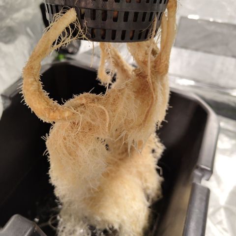 DarkDevil #2 growlog timeline photo