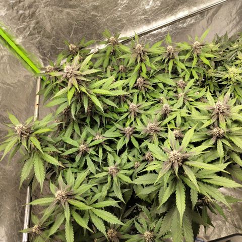 DarkDevil #2 growlog timeline photo