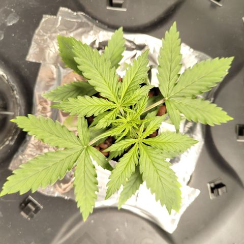Mysterio #1 [monster] growlog timeline photo
