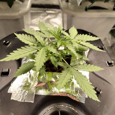 Mysterio #1 [monster] growlog timeline photo