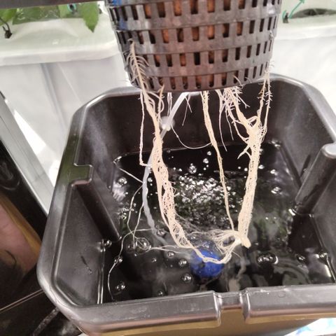 Mysterio #1 [monster] growlog timeline photo