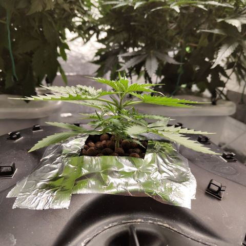 Mysterio #1 [monster] growlog timeline photo