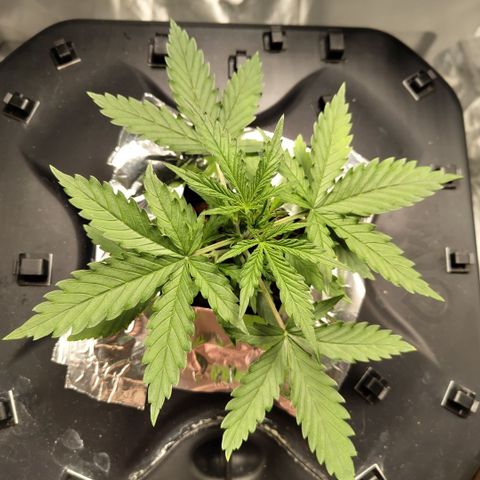 Mysterio #1 [monster] growlog timeline photo