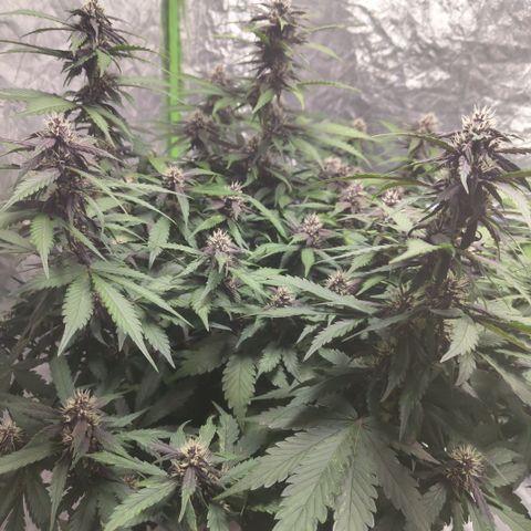 DarkDevil #2 growlog timeline photo