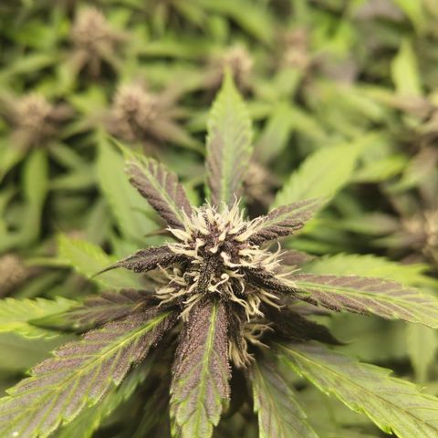 DarkDevil #2 growlog timeline photo