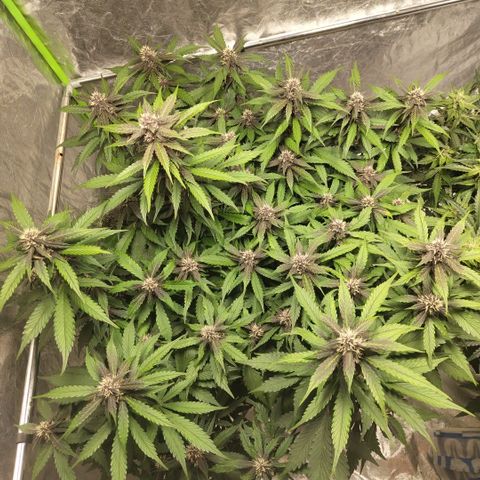 DarkDevil #2 growlog timeline photo