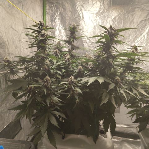 DarkDevil #2 growlog timeline photo