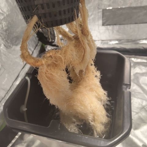 DarkDevil #2 growlog timeline photo