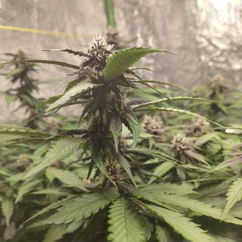 DarkDevil #2 growlog timeline photo