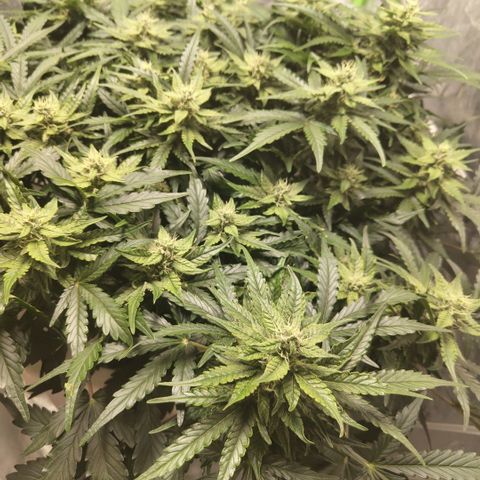 CBD Crack #2 growlog timeline photo
