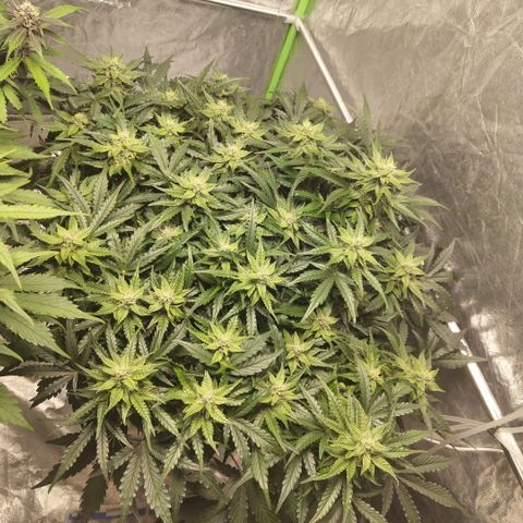 CBD Crack #2 growlog timeline photo