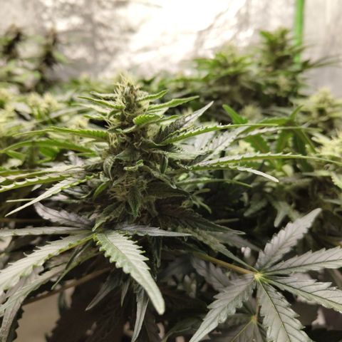 CBD Crack #2 growlog timeline photo