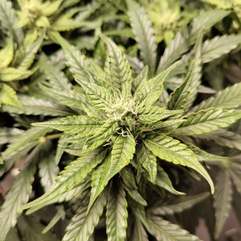 CBD Crack #2 growlog timeline photo
