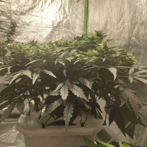 CBD Crack #2 growlog timeline photo