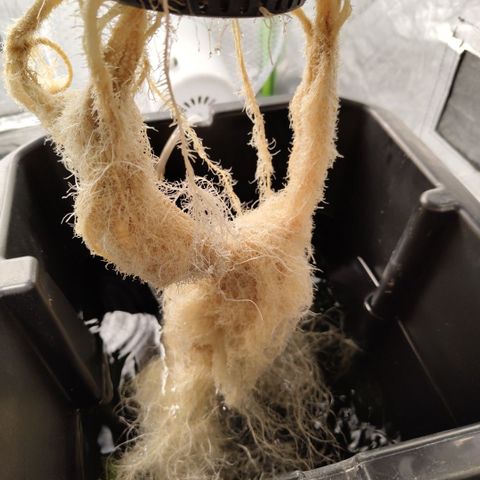 CBD Crack #2 growlog timeline photo