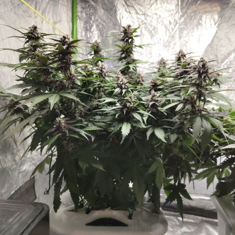 DarkDevil #2 growlog photo: Before trim