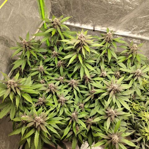 DarkDevil #2 growlog photo: Before trim