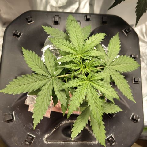 Mysterio #1 [monster] growlog timeline photo