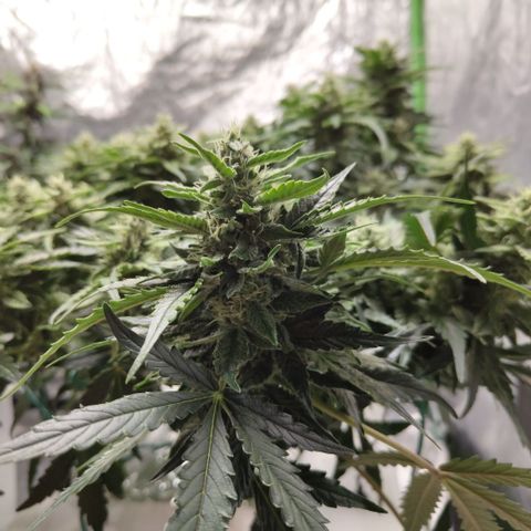 CBD Crack #2 growlog timeline photo