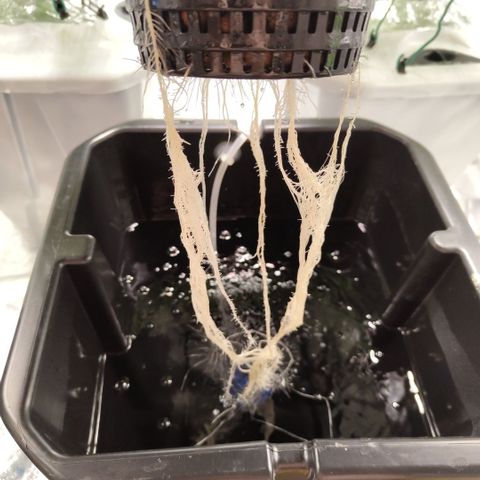 Mysterio #1 [monster] growlog timeline photo