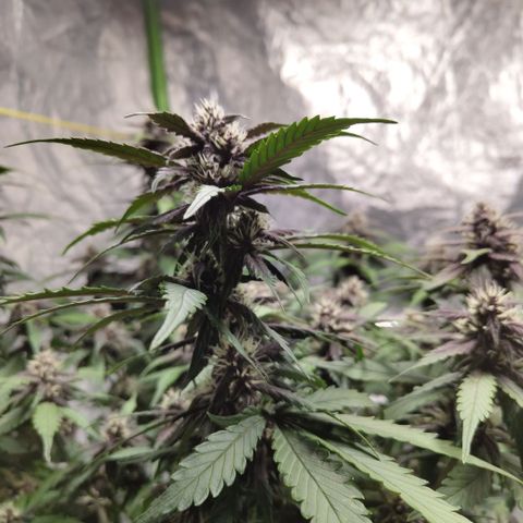 DarkDevil #2 growlog timeline photo