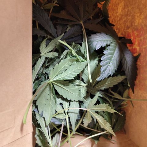 CBD Crack #2 growlog timeline photo
