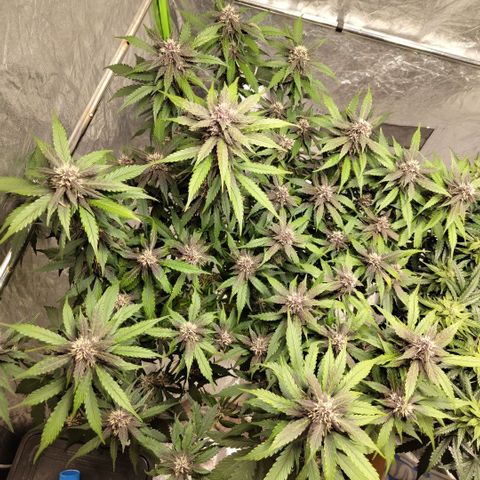 DarkDevil #2 growlog photo: After trim