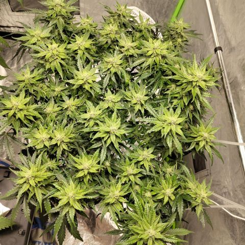 CBD Crack #2 growlog photo: After trim