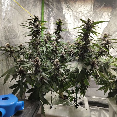 DarkDevil #2 growlog photo: After trim