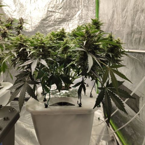 CBD Crack #2 growlog photo: After trim