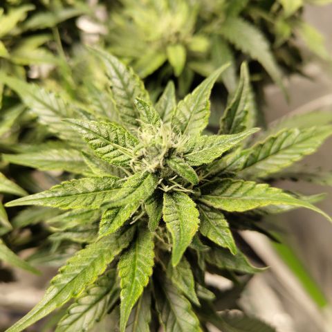 CBD Crack #2 growlog timeline photo