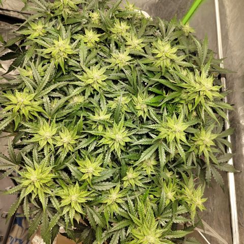 CBD Crack #2 growlog photo: Before trim