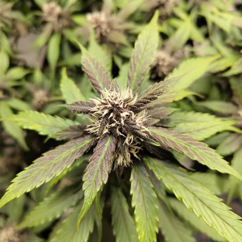 DarkDevil #2 growlog timeline photo