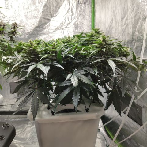 CBD Crack #2 growlog photo: Before trim