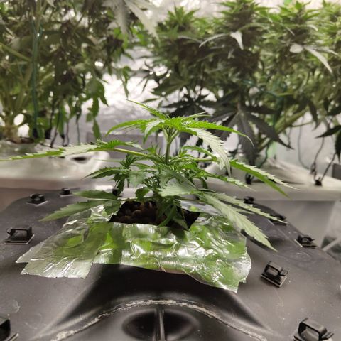 Mysterio #1 [monster] growlog timeline photo