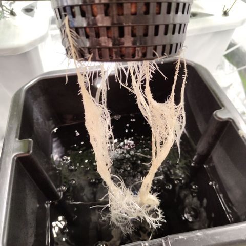 Mysterio #1 [monster] growlog timeline photo