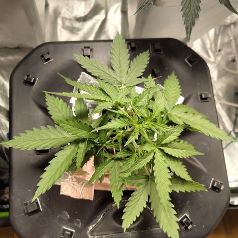 Mysterio #1 [monster] growlog timeline photo