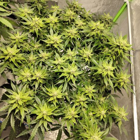 CBD Crack #2 growlog timeline photo
